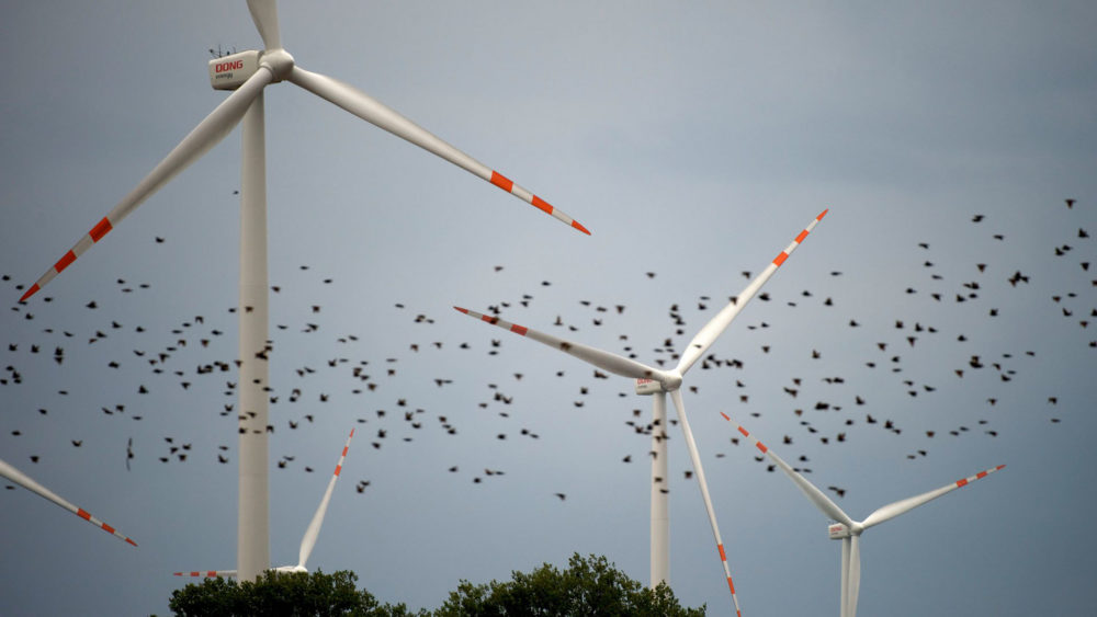 Birds_Wind_Turbines